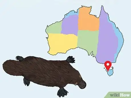 Image titled Identify a Platypus Step 13