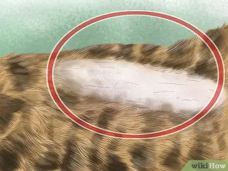 Image titled Pick a Healthy Adult Cat Step 12