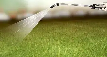 Get Rid of Japanese Beetles