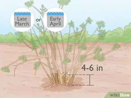 Image titled Trim Overgrown Shrubs Step 2