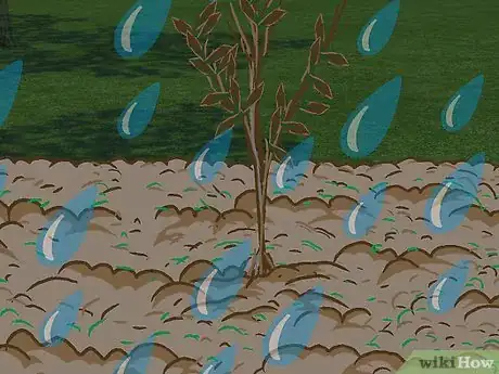 Image titled Plant a Beech Hedge Step 14