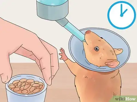 Image titled Desex a Pet Rat Step 7