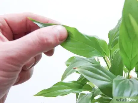 Image titled Infuse Herbs Step 20