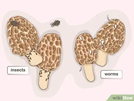 Image titled Cook with Morels Step 3