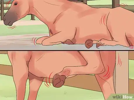 Image titled Deliver a Foal Step 10