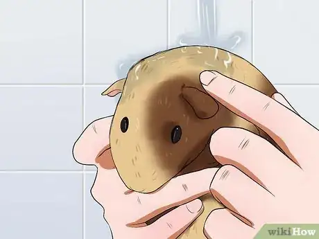 Image titled Bathe a Pregnant Guinea Pig Step 5