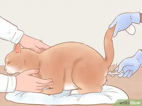 Image titled Diagnose and Treat Hypothermia in Cats Step 3