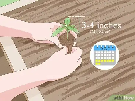 Image titled When to Plant Tomatoes Outside in the UK Step 2