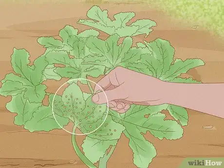 Image titled Prune Hollyhocks Step 8