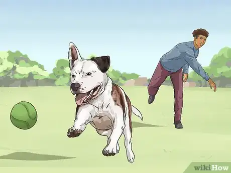 Image titled Exercise Your Dog Step 8