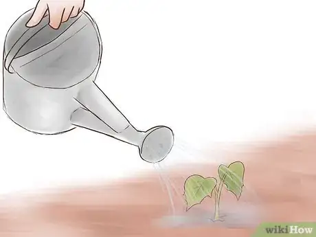 Image titled Grow Sweet Potatoes Step 18