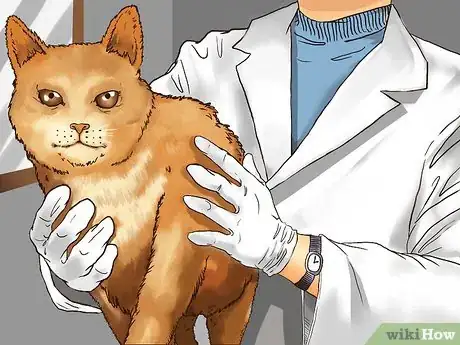 Image titled Take Care of Your Aging Cat Step 12