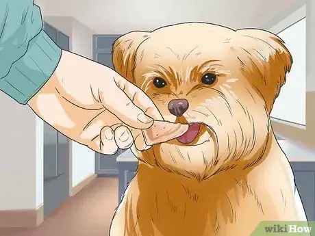 Image titled Care for Shihpoos Step 19