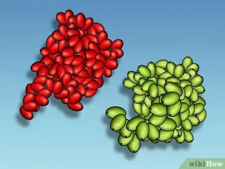 Image titled Harvest Coffee Beans Step 4