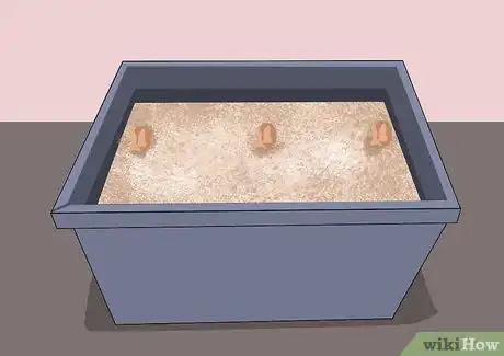 Image titled Grow and Care for Asiatic Lilies Step 10