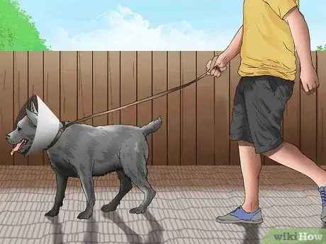Image titled Keep Your Dog Calm After Neutering Step 12