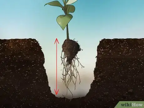 Image titled Grow Evergreen Trees Step 13