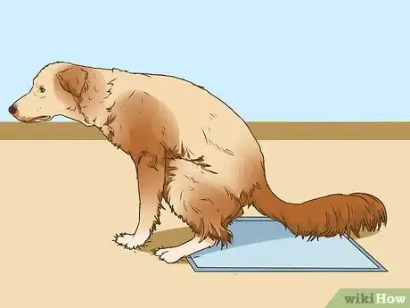 Image titled Manage Cognitive Dysfunction in Senior Dogs Step 11