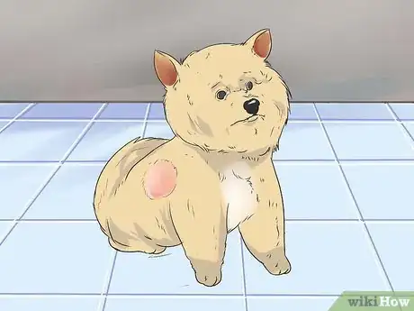 Image titled Diagnose Adrenal Gland Disease in Pomeranians Step 9