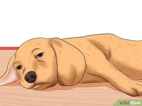 Image titled Prevent Arthritis in Dogs Step 6