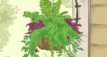 Choose Outdoor Hanging Plants