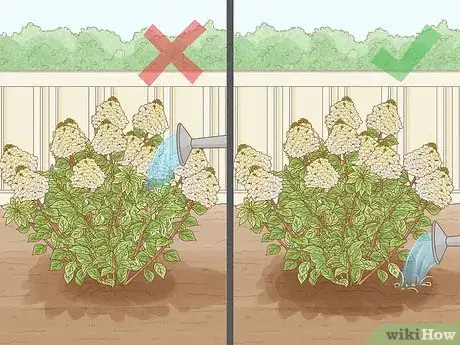 Image titled Care for Limelight Hydrangeas Step 21