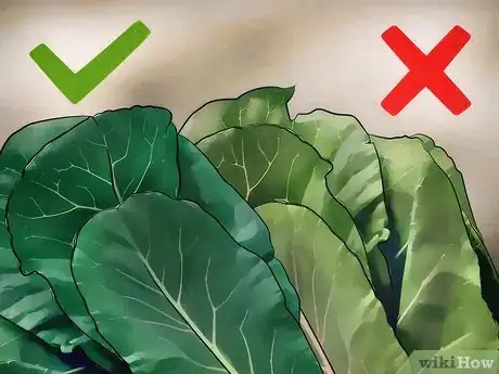 Image titled Buy Collard Greens Step 6