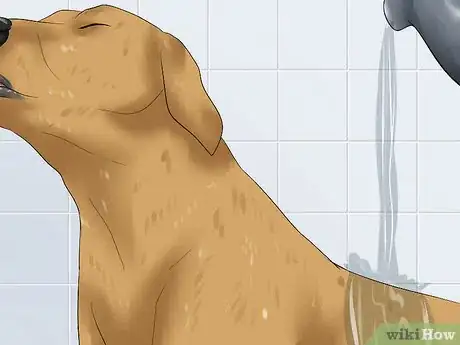 Image titled Bathe a Great Dane Step 6