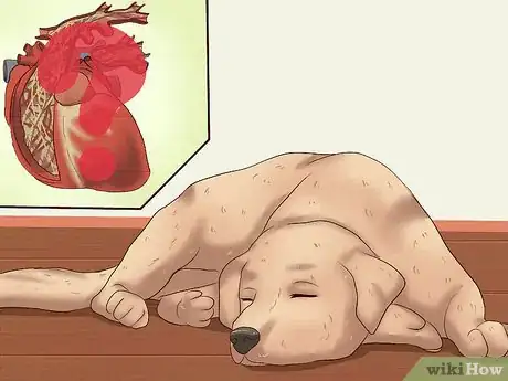 Image titled Ease Your Dog's Stomach Problems Step 2