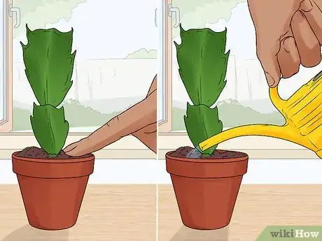 Image titled Plant a Christmas Cactus Step 8