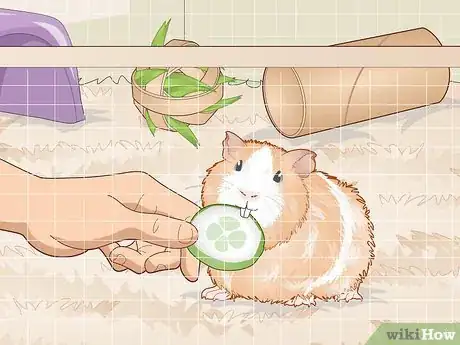Image titled Ensure a Happy Life for Your Guinea Pig Step 19