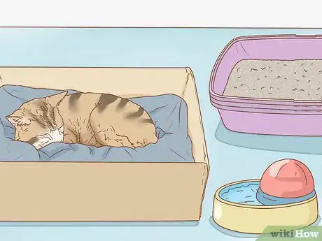 Image titled Tell if a Cat is Pregnant Step 12