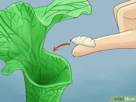Image titled Grow Sarracenia (North American Pitcher Plants) Step 7