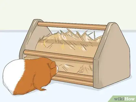 Image titled Care for a Guinea Pig After Neutering Step 5