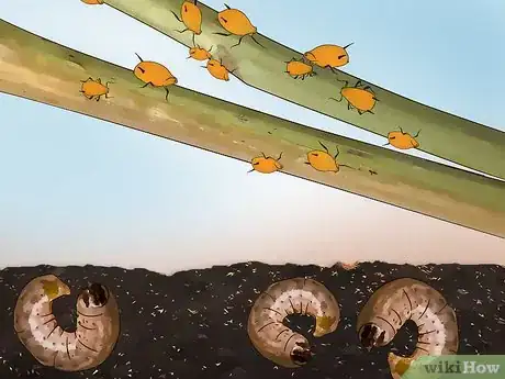 Image titled Buy Organic Insecticides Step 1