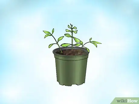 Image titled Grow Bacopa Plants Step 6
