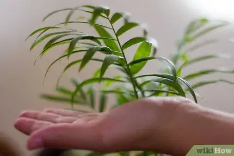 Image titled Clean Your Indoor Houseplants Step 2Bullet2