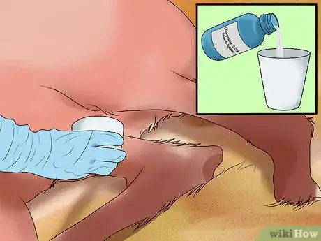 Image titled Deliver a Foal Step 18