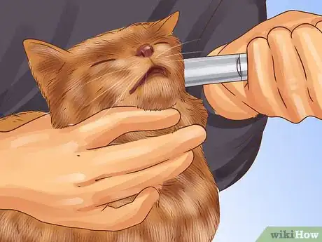 Image titled Treat Feline Intestinal Lymphoma Step 5