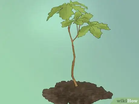 Image titled Buy an Oak Tree Step 4