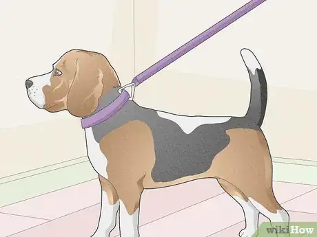 Image titled Move Cross Country with Multiple Pets Step 6