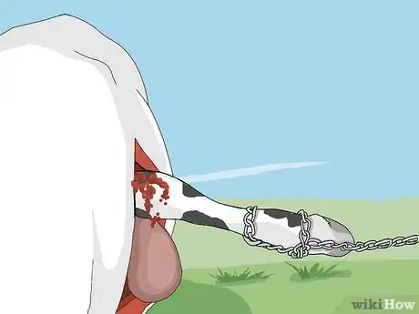 Image titled Perform a Caesarean Section on a Cow or Heifer Step 10