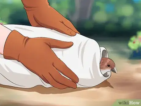 Image titled Care for an Injured Wild Bird That Cannot Fly Step 9