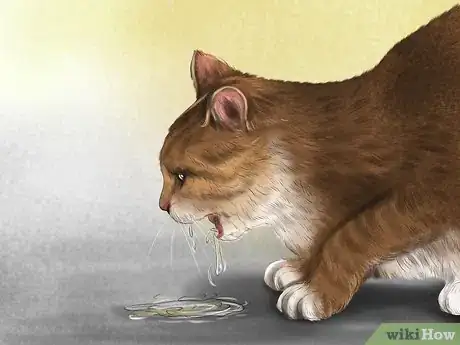 Image titled Identify Early Signs of Chronic Kidney Disease in Cats Step 8