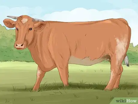 Image titled Identify Maine Anjou Cattle Step 1