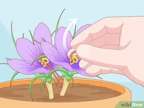 Image titled Grow Saffron Indoors Step 12