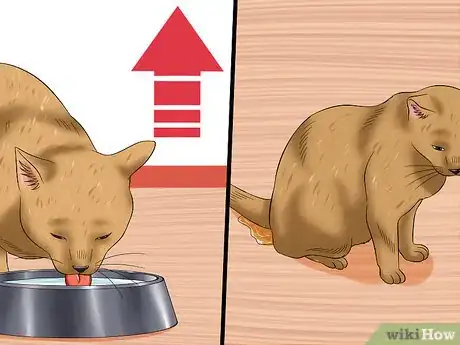 Image titled Diagnose High Thyroid Levels in a Cat Step 3