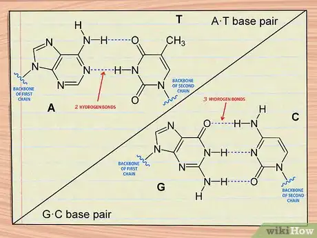 Image titled Understand DNA Structure Step 5