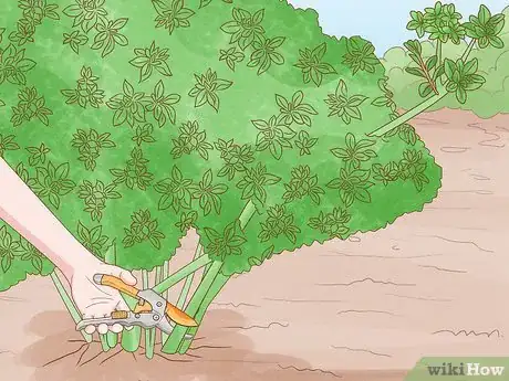 Image titled Trim Overgrown Shrubs Step 4