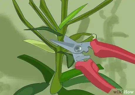 Image titled Grow and Care for Asiatic Lilies Step 16